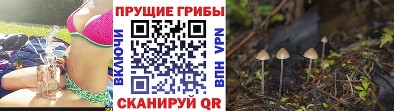 где купить наркотик  Соль-Илецк  Псилоцибиновые грибы Psilocybe 